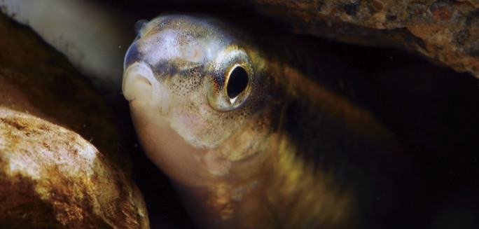 小鳈Sarcocheilichthys parvus