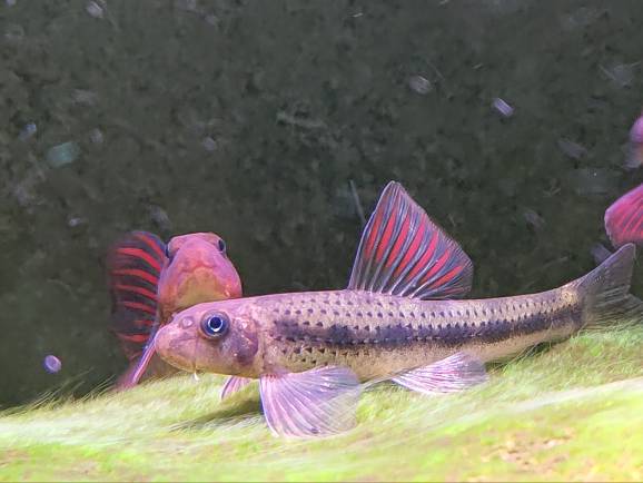 建德小鳔鮈
