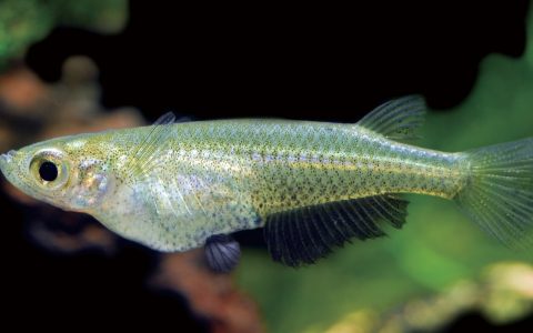 青鳉 Oryzias latipes