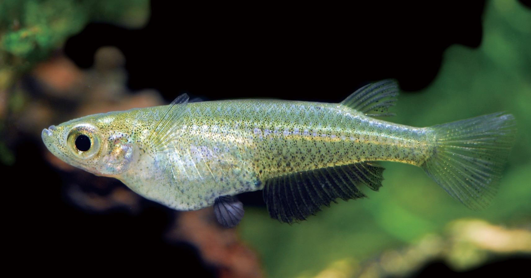 青鳉 Oryzias latipes