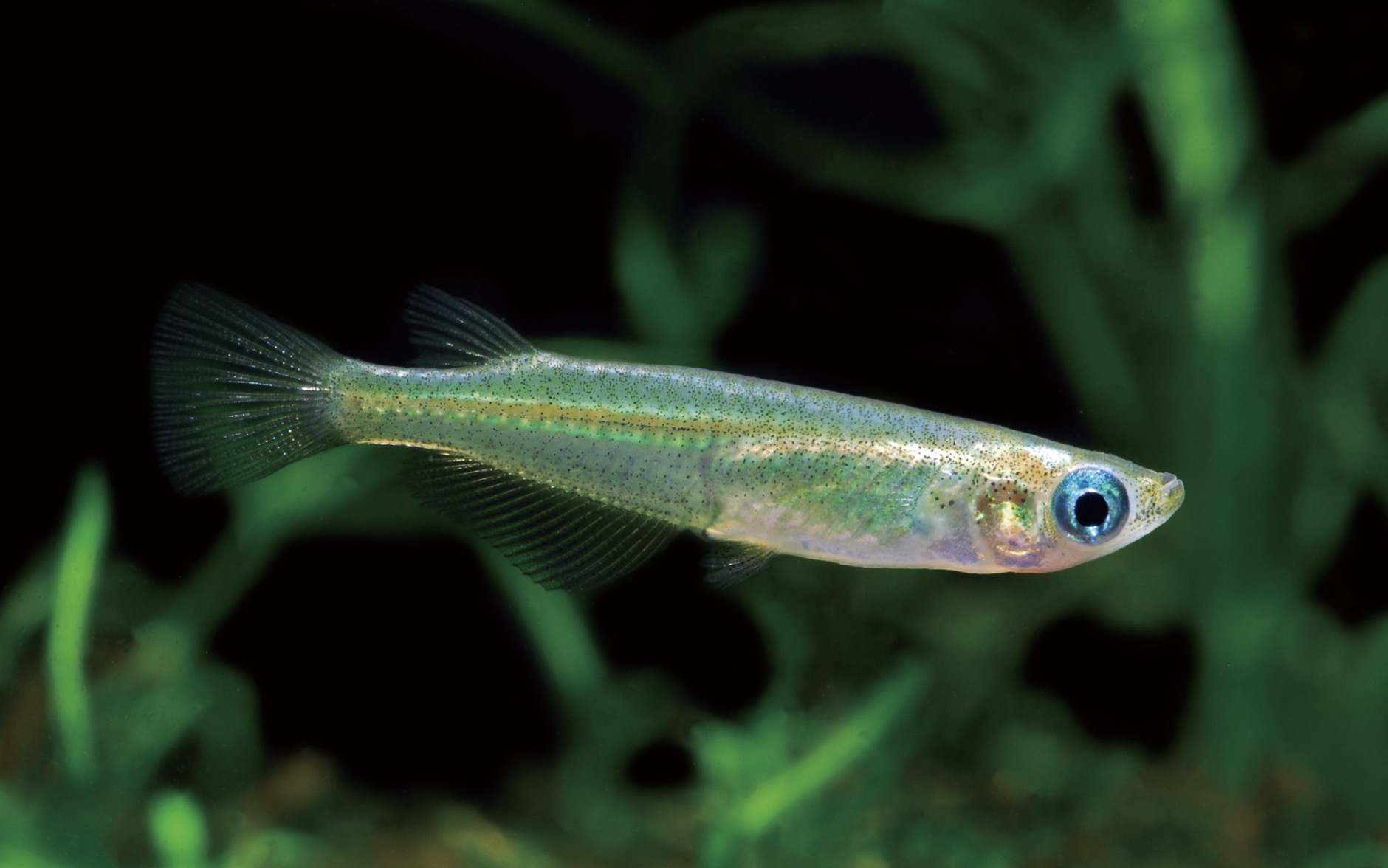 青鳉 Oryzias latipes