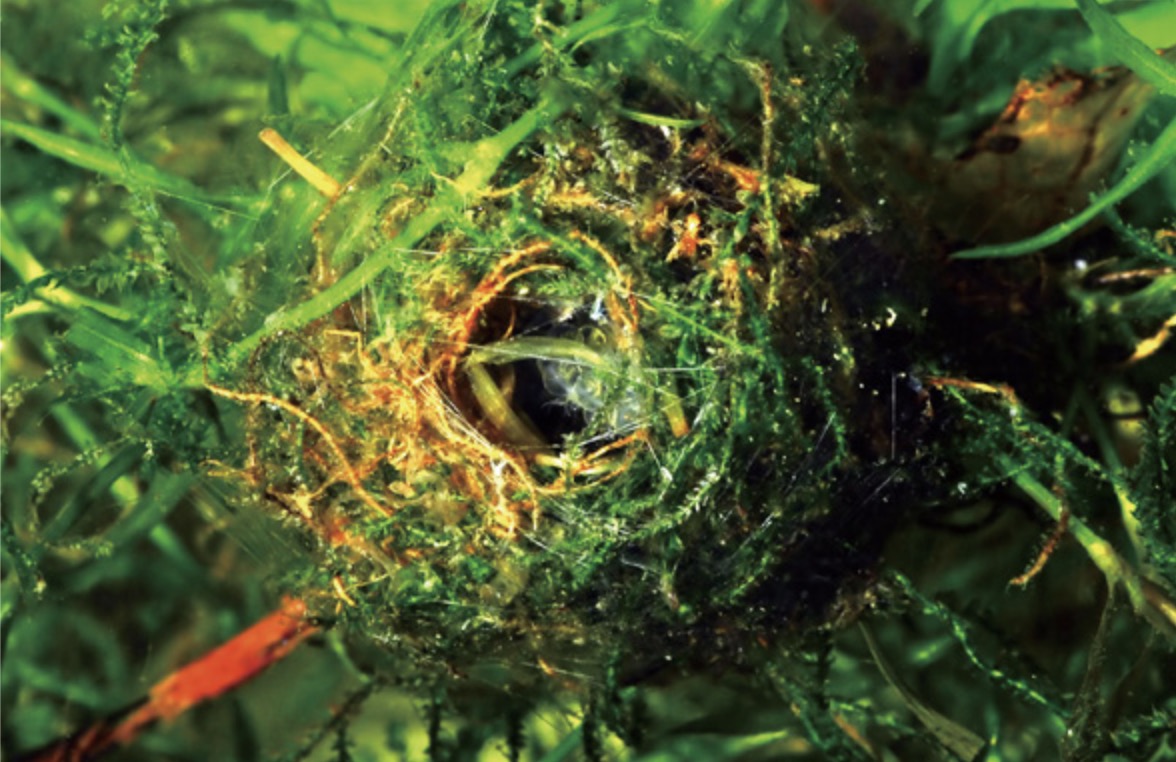 中华多刺鱼 Pungitius sinensis