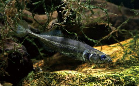 中华多刺鱼 Pungitius sinensis