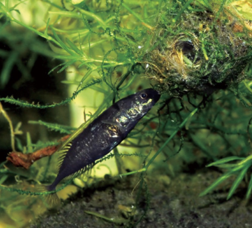 中华多刺鱼 Pungitius sinensis