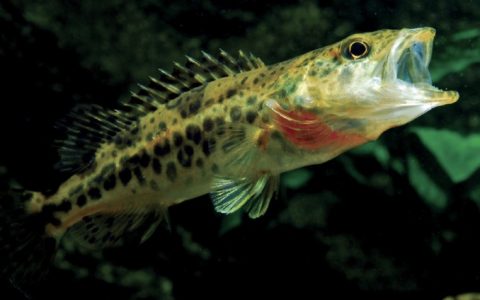 斑鳜 Siniperca scherzeri