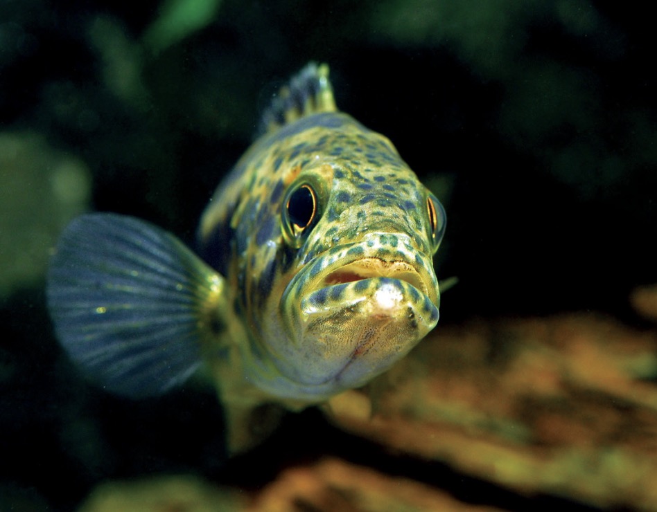 斑鳜 Siniperca scherzeri