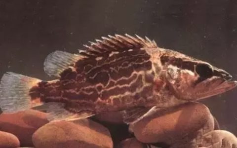 波纹鳜 Siniperca undulata