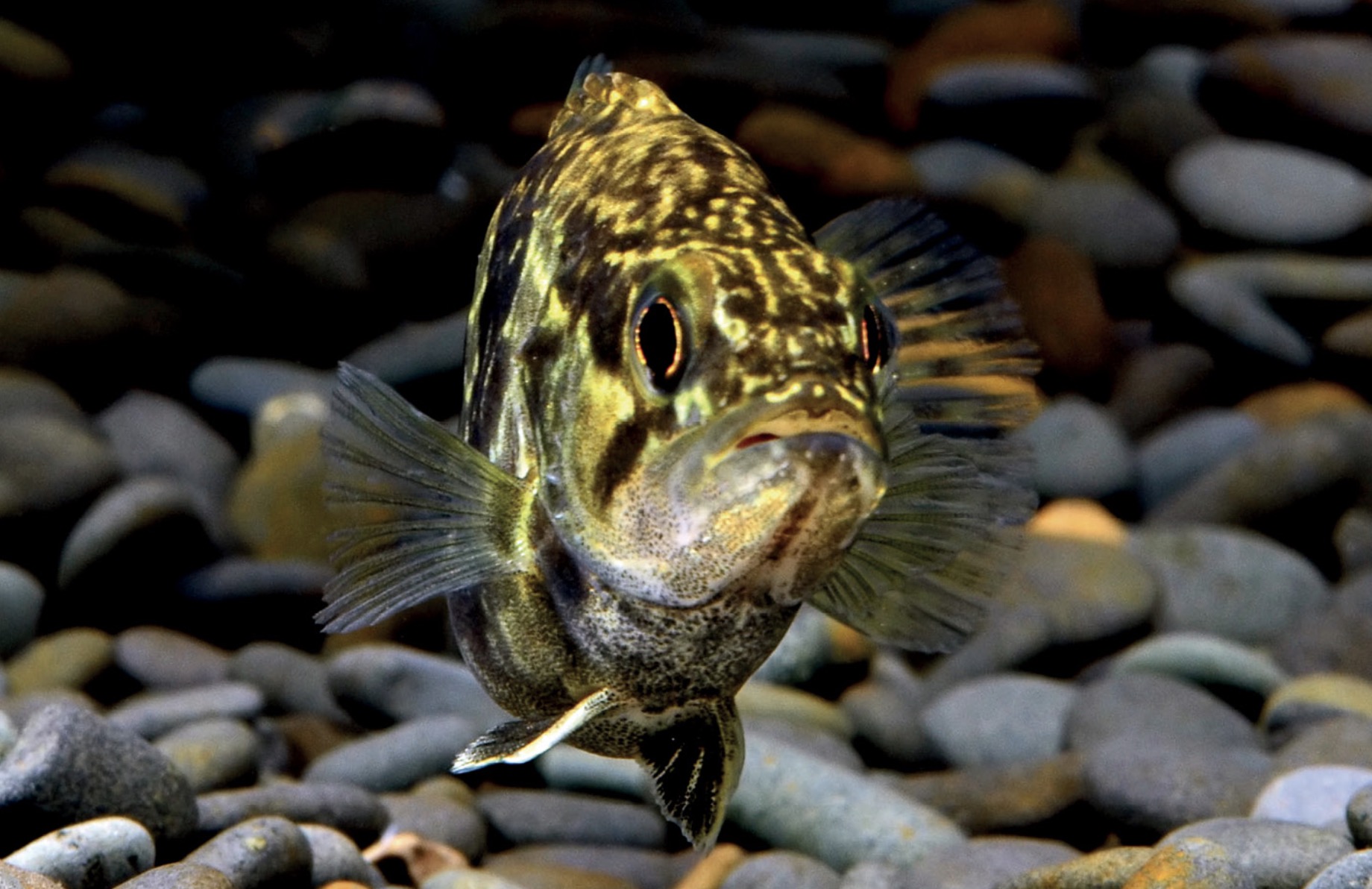 波纹鳜 Siniperca undulata