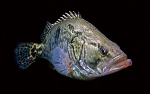 翘嘴鳜 Siniperca chuatsi
