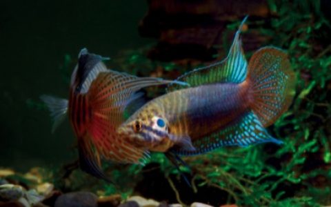圆尾斗鱼 Macropodus ocellatus