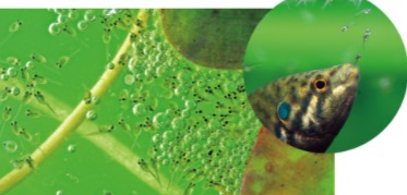 圆尾斗鱼 Macropodus ocellatus