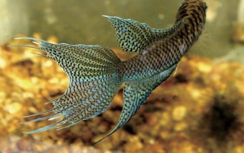 香港黑叉尾斗鱼 Macropodus hongkongensis