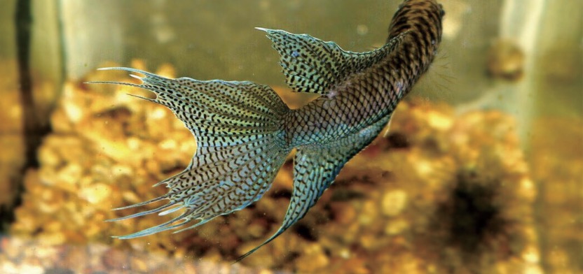 香港黑叉尾斗鱼 Macropodus hongkongensis