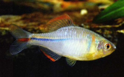 彩石鳑鲏