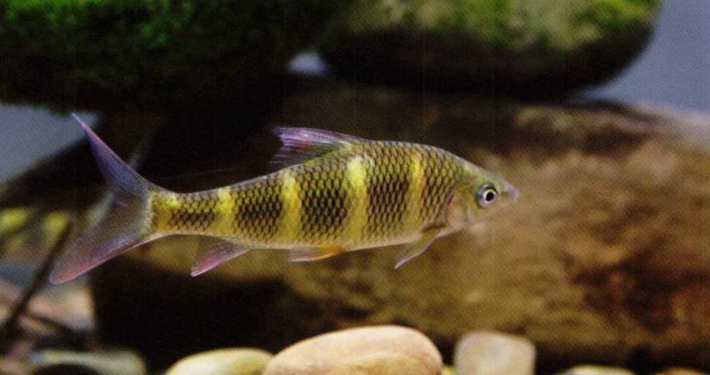 虹彩光唇鱼