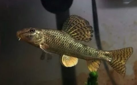 棒花鱼