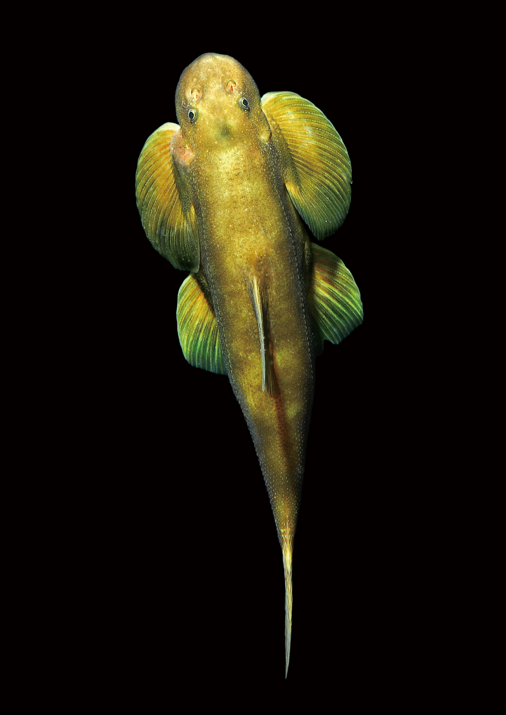 中华金沙鳅 Jinshaia sinensis