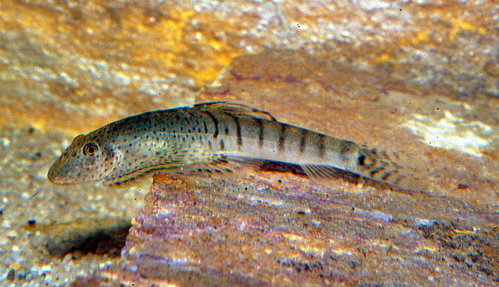 中华金沙鳅 Jinshaia sinensis