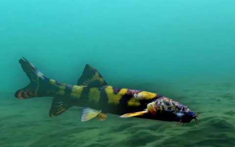 长薄鳅 Leptobotia elongata