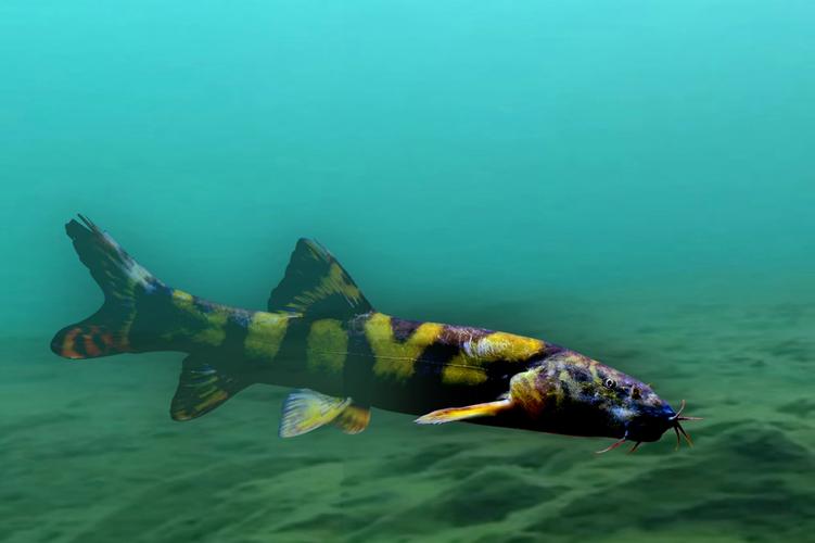 长薄鳅 Leptobotia elongata