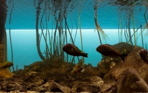 坦噶尼喀湖基皮利浅水植被湖岸 原生缸造景 20年第13名