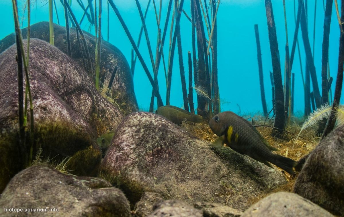 坦噶尼喀湖基皮利浅水植被湖岸 原生缸造景 20年第13名