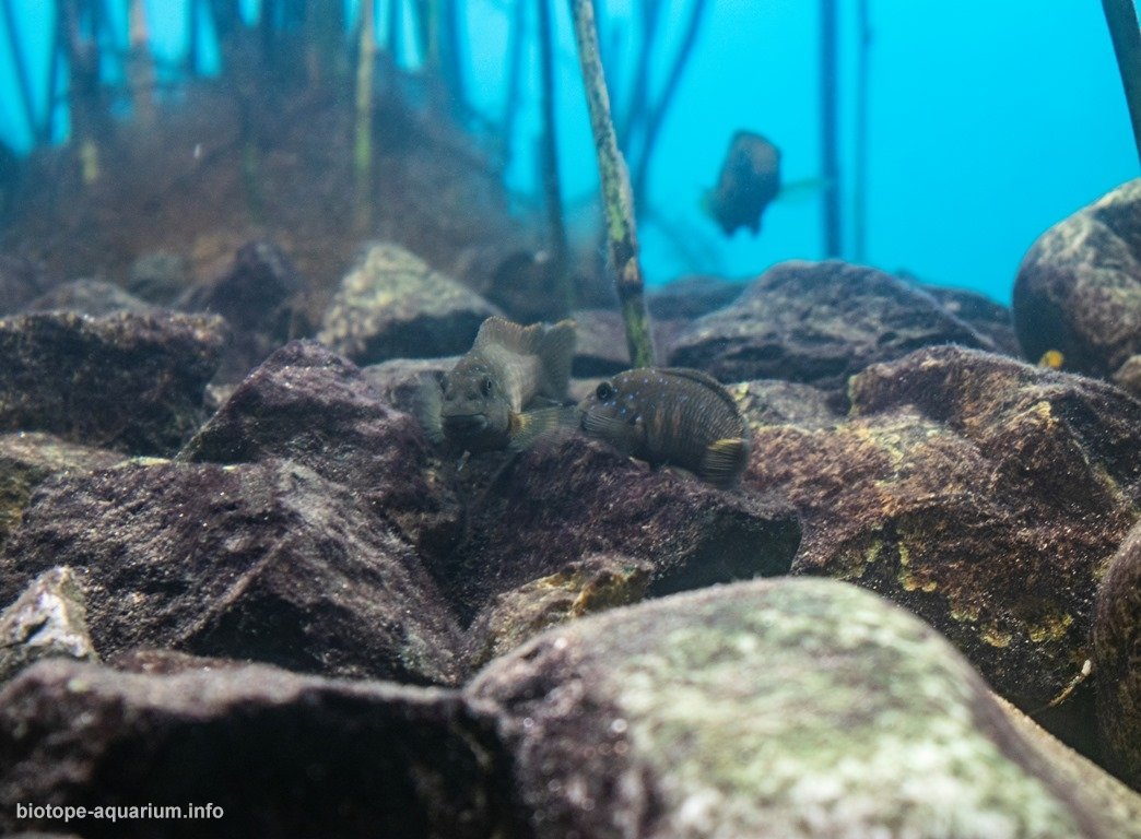 坦噶尼喀湖基皮利浅水植被湖岸 原生缸造景 20年第13名