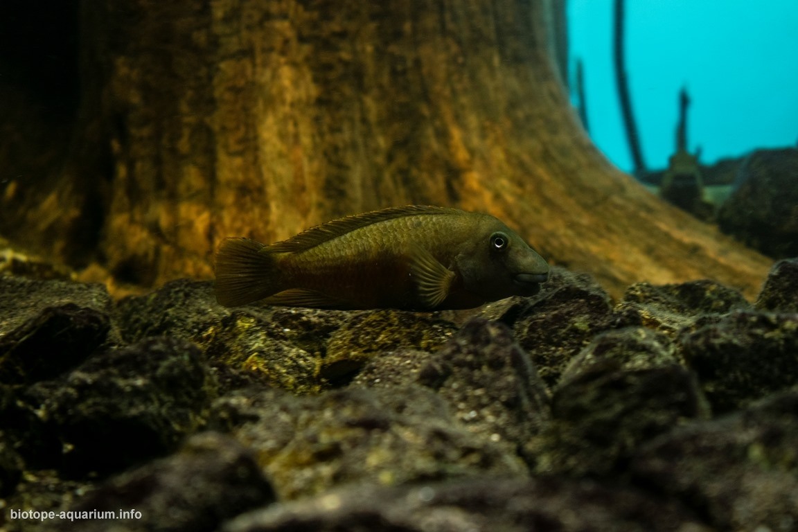 坦噶尼喀湖基皮利浅水植被湖岸 原生缸造景 20年第13名