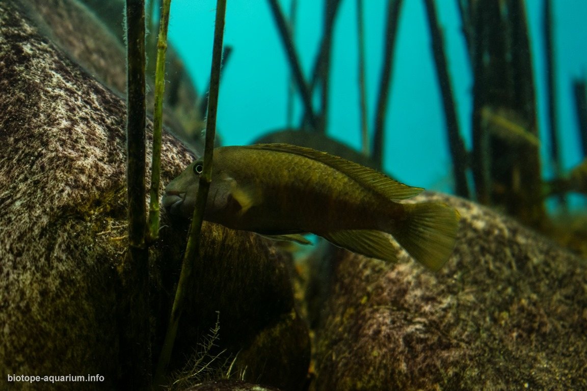 坦噶尼喀湖基皮利浅水植被湖岸 原生缸造景 20年第13名