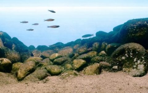 坦噶尼喀湖卡普姆菲中间岩石带栖息地 原生缸造景 20年第13名
