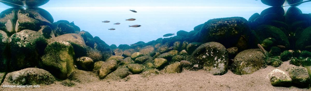 坦噶尼喀湖卡普姆菲中间岩石带栖息地 原生缸造景 20年第13名