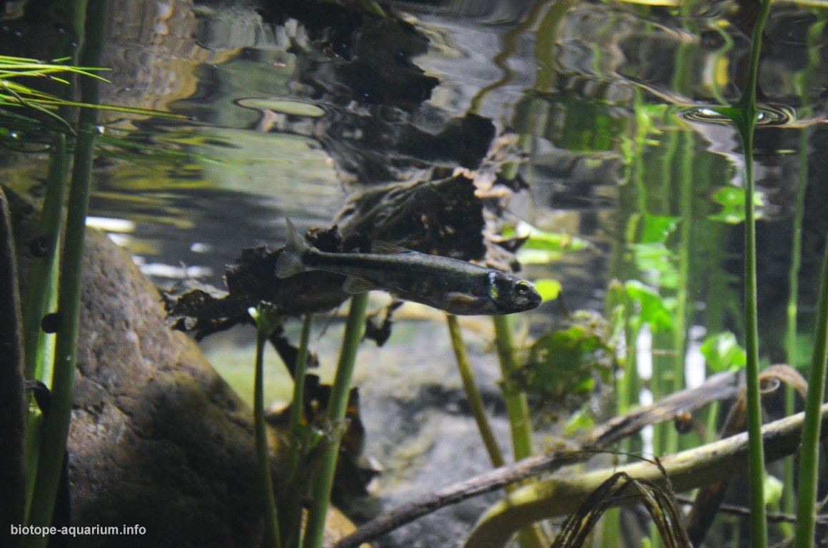 巴扎伊哈河近岸浅水段——克拉斯诺亚尔斯克市巴扎伊哈小区 原生缸造景 20年第16名