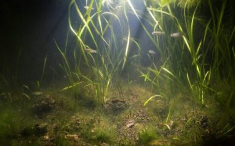 伊斯克里湖的浅水沼泽地带 原生缸造景 20年第18名