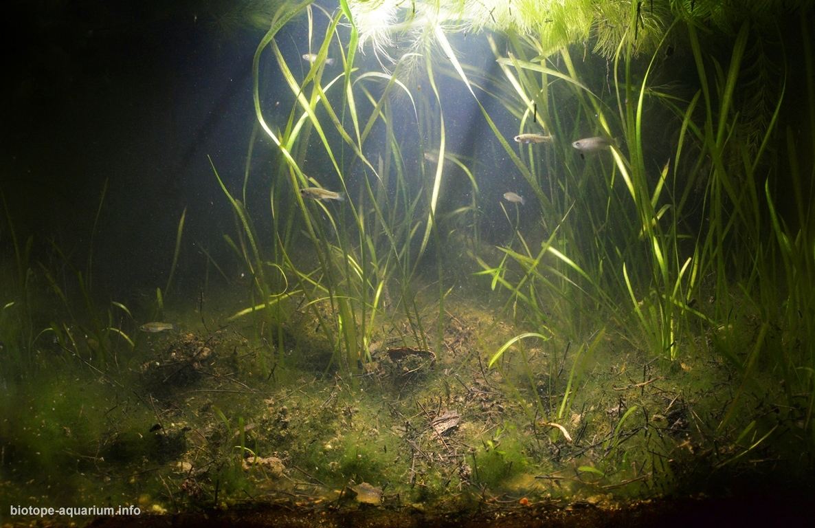伊斯克里湖的浅水沼泽地带 原生缸造景 20年第18名