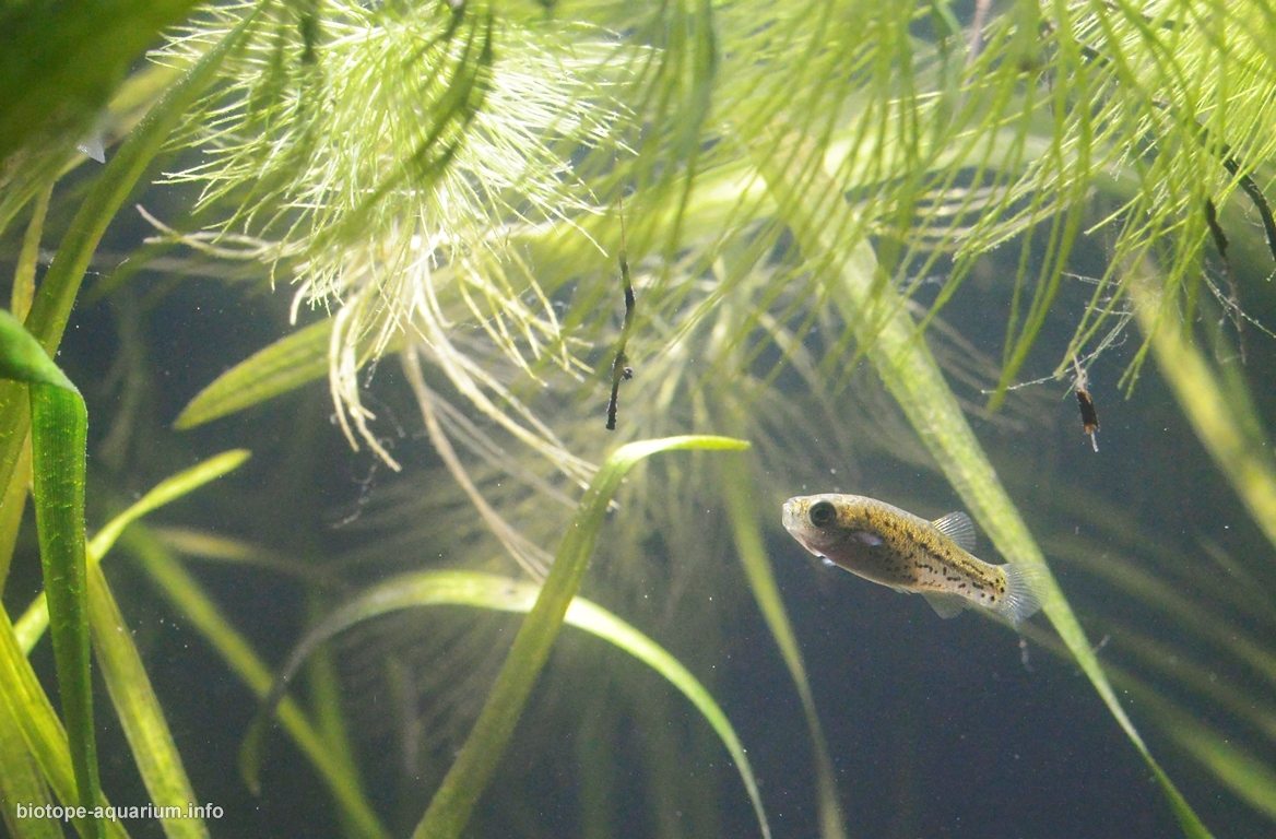 伊斯克里湖的浅水沼泽地带 原生缸造景 20年第18名