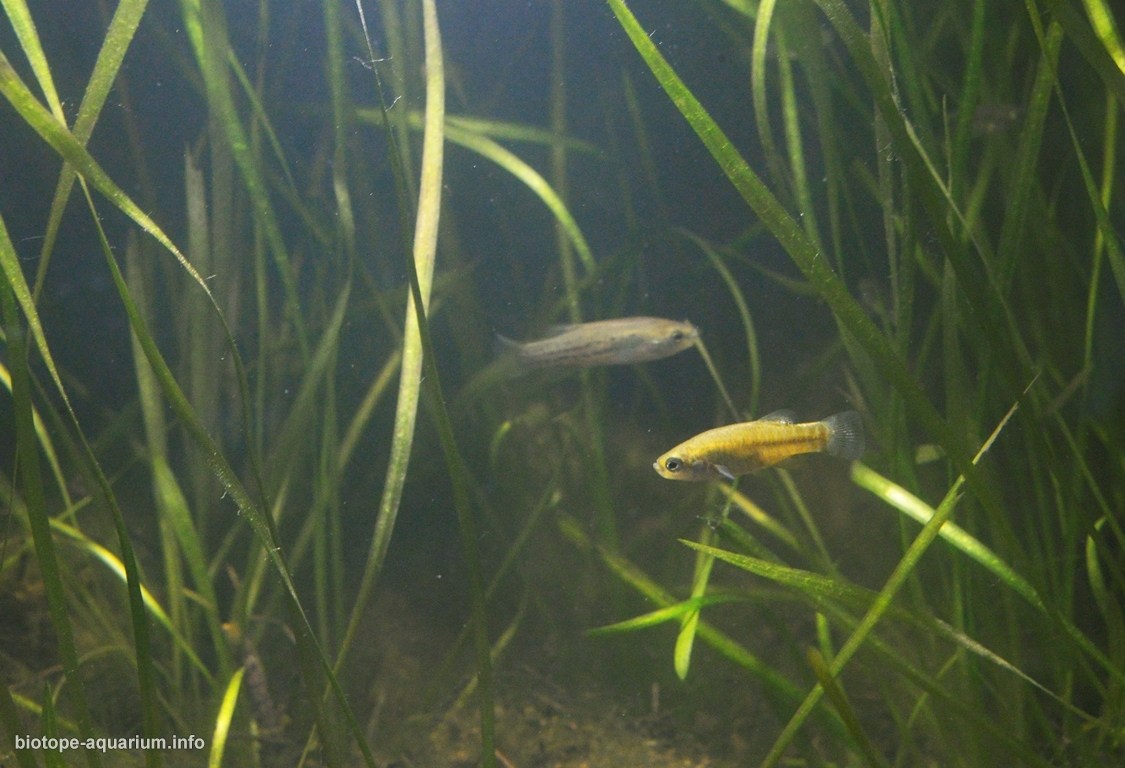 伊斯克里湖的浅水沼泽地带 原生缸造景 20年第18名