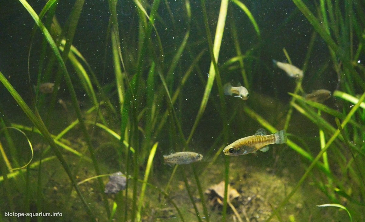 伊斯克里湖的浅水沼泽地带 原生缸造景 20年第18名