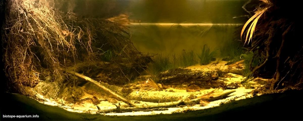 波兰加河——圣加布里埃尔-达卡乔埃拉地区的热带溪流 原生缸造景 20年第20名