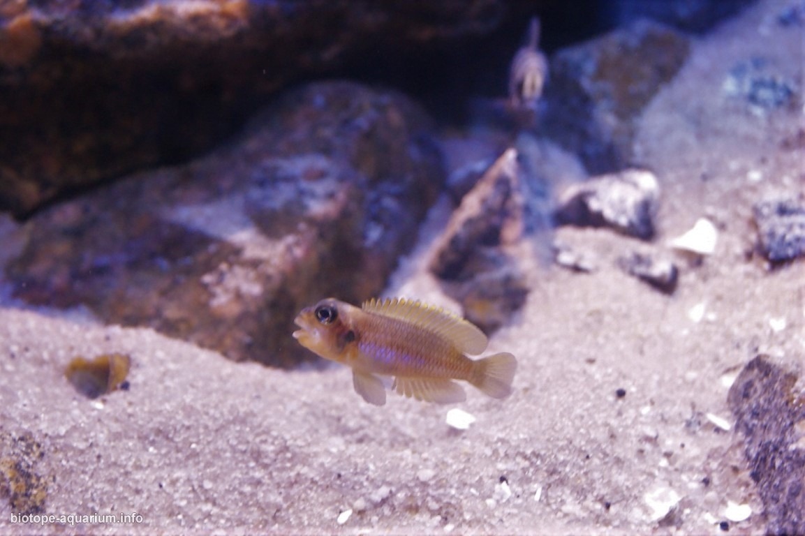 坦噶尼喀湖西南岸卡库角岩礁海岸 原生缸造景 20年第22名