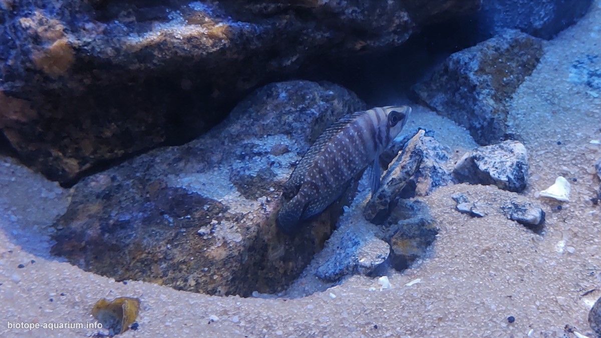 坦噶尼喀湖西南岸卡库角岩礁海岸 原生缸造景 20年第22名