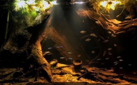 伊加波洪泛森林 原生缸造景 20年第22名