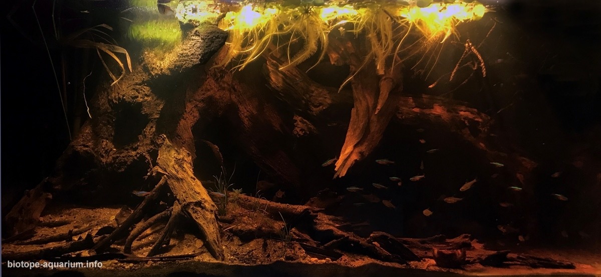 伊加波洪泛森林 原生缸造景 20年第22名