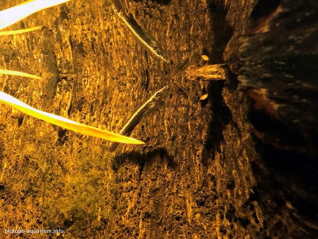 伊加波洪泛森林 原生缸造景 20年第22名