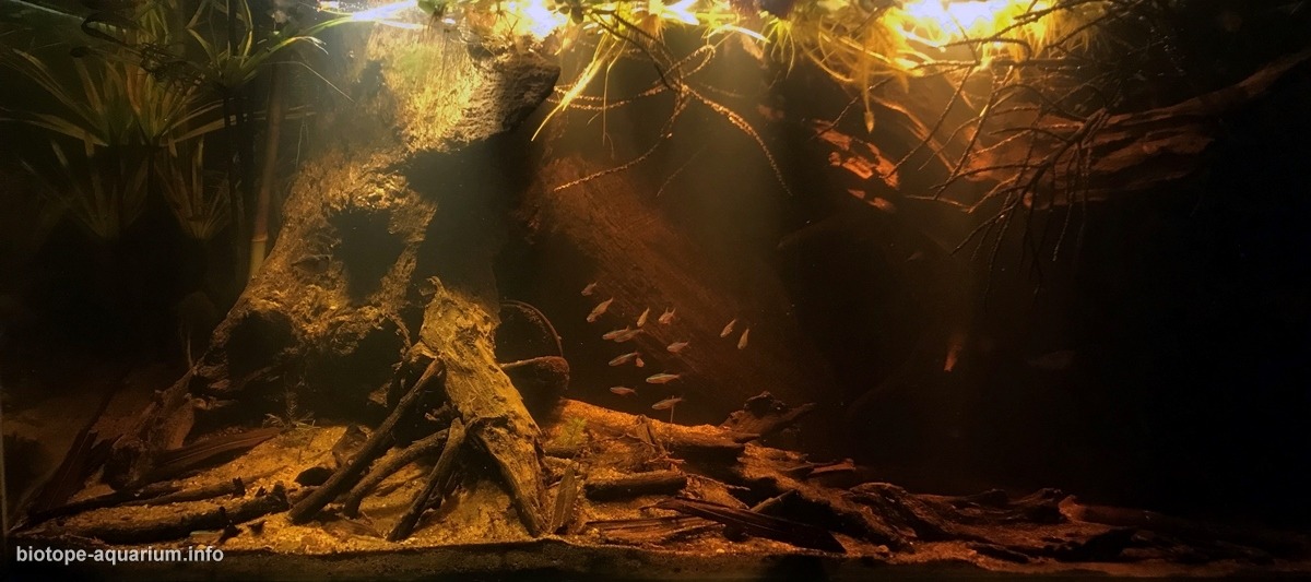 伊加波洪泛森林 原生缸造景 20年第22名