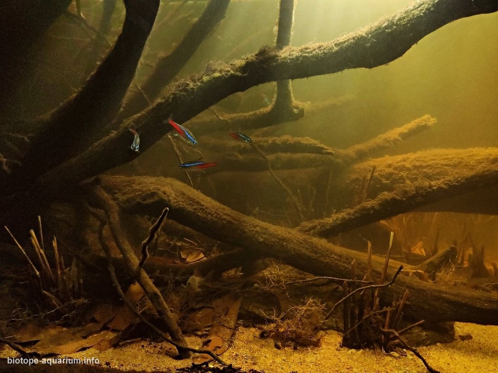 哥伦比亚-秘鲁交界处的普图马约河流域 原生缸造景 20年第25名