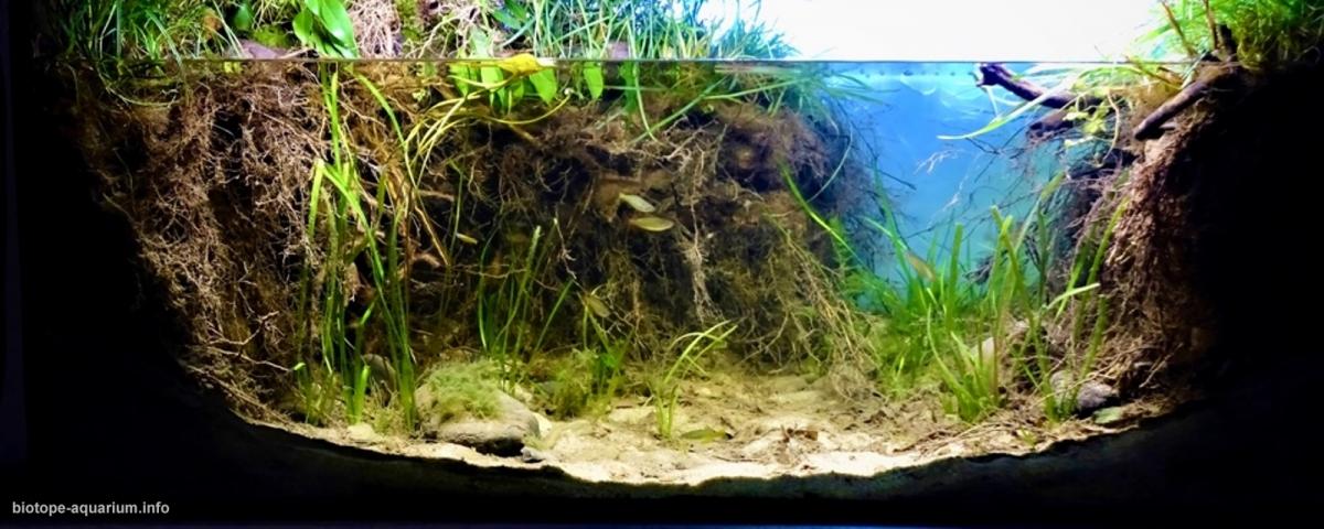 尤贝南吉沼泽国家公园（澳大利亚北昆士兰） 原生缸造景 20年第26名