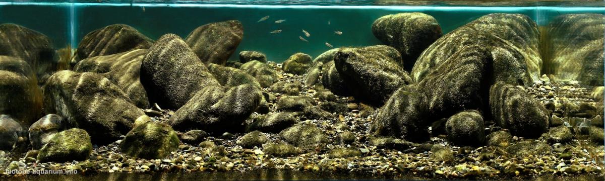 峨眉河支流符汶河，川主村，成都 原生缸造景 20年第3名