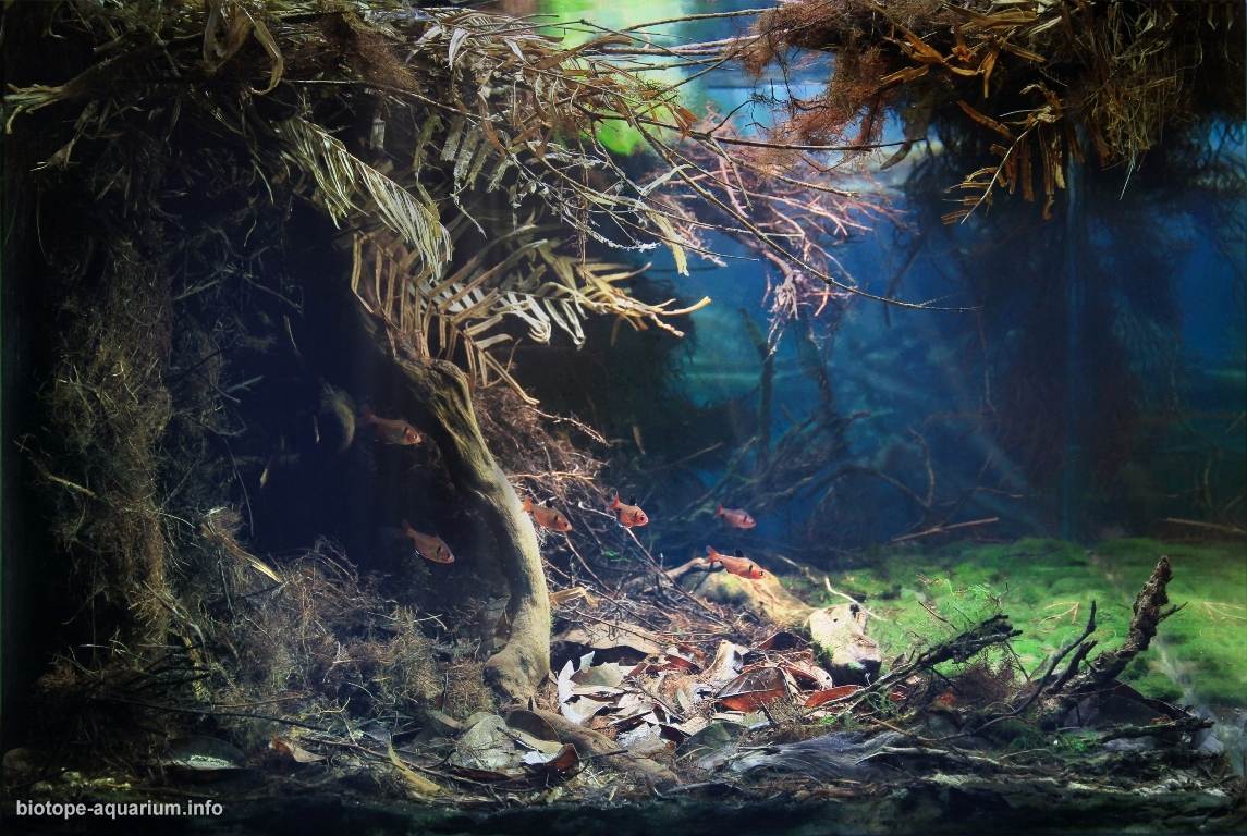奥略达瓜河，普拉塔河支流，南马托格罗索州 原生缸造景 20年第4名