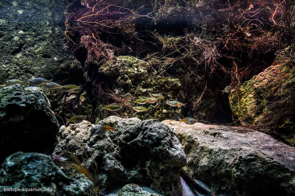 阿亚马鲁湖沿岸地带，西巴布亚 原生缸造景 20年第4名
