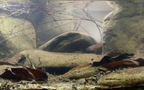 印度尼西亚布隆岸森林中的无名缓流溪 原生缸造景 20年第6名